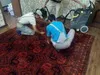 Vacuum cleaning and shaking